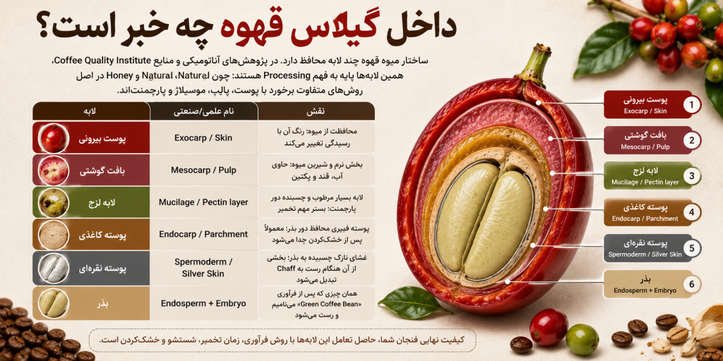 داخل گیلاس قهوه چه خبر است؟