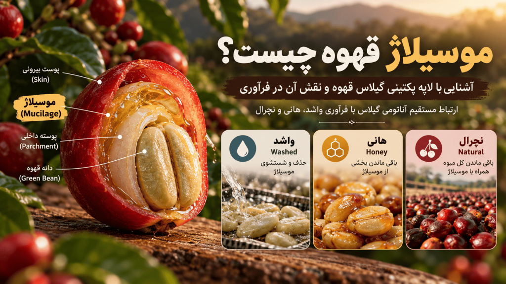 موسیلاژ قهوه چیست؟