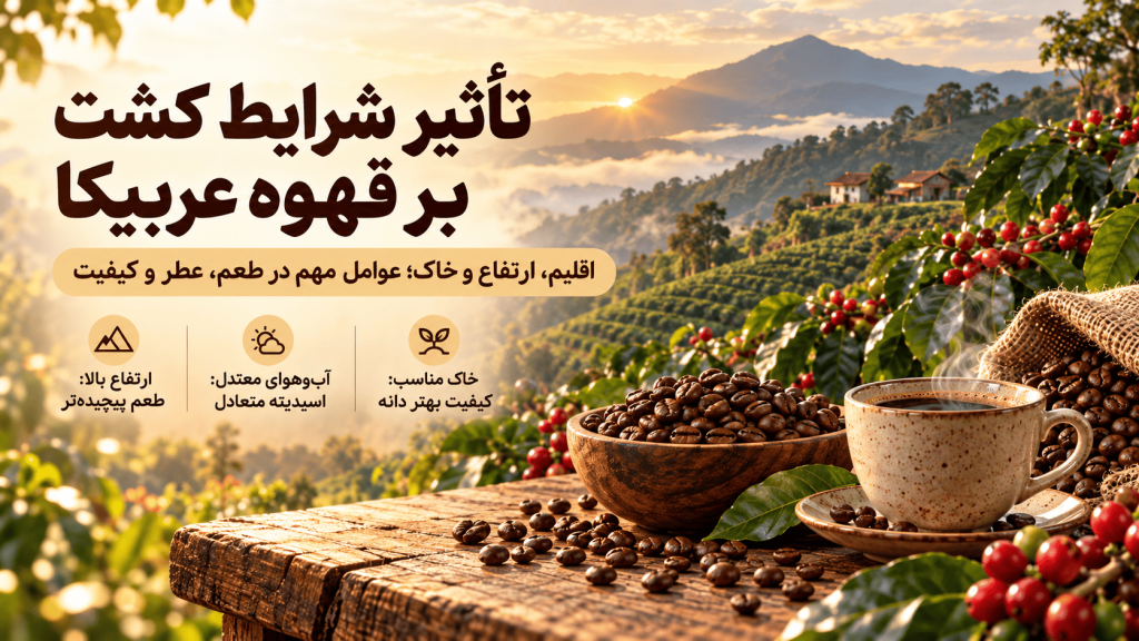 خرید قهوه عربیکا اصل — تصویر تکمیلی 4